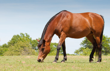 Bay horse grazing in spring pasture