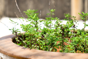 Close up trees in pot