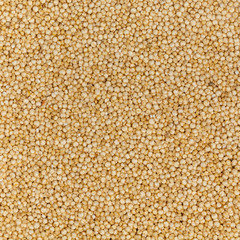 Quinoa. Selective focus.