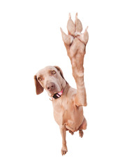 Weimaraner dog doing a high five with her paw, focus on eyes, isolated on white