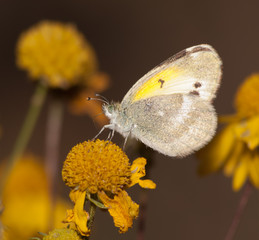 Diminutive Little Yellow, Eurema lisa, butterfly feeding on a Sneezeweed in fall