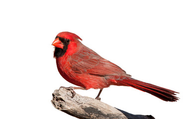 Handsome bright red Northern Cardinal male perched on a limb, isolated on white