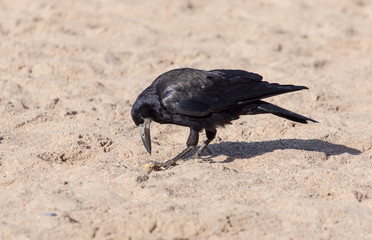 black crow on the sand
