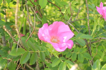 Pink Flower