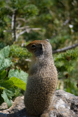 Hoary Marmot