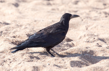 black crow on the sand