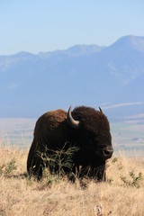 Bison