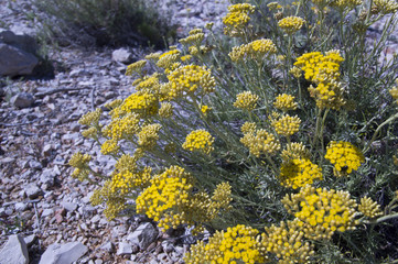 Dwarf everlast or immortelle (Helichrysum arenarium)