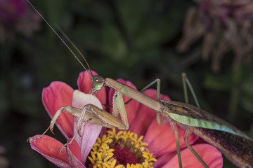 Praying Mantis on a Flower