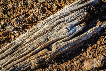 Weathered piece of wood along the shores of Roper Lake State Park near Safford, Arizona.