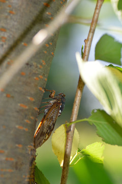 The large brown cicada- Graptopsaltria nigrofuscata- has stayed in a cherry stem in Fukuoka, JAPAN. It is in August. We called Aburazemi the large brown cicada in JAPAN.