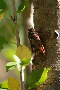 The large brown cicada- Graptopsaltria nigrofuscata- has stayed in a cherry stem in Fukuoka, JAPAN. It is in August. We called Aburazemi the large brown cicada in JAPAN.
