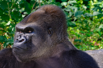 Male Silverback Western Lowland gorilla