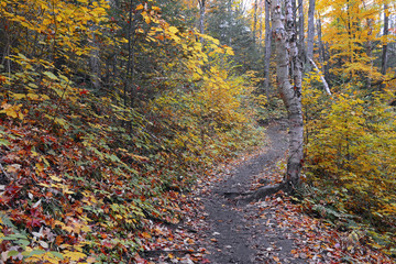 Autumn foliage with red, orange and yellow fall colors in a Northeast forest with hiking trail