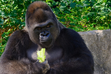 Male Silverback Western Lowland gorilla