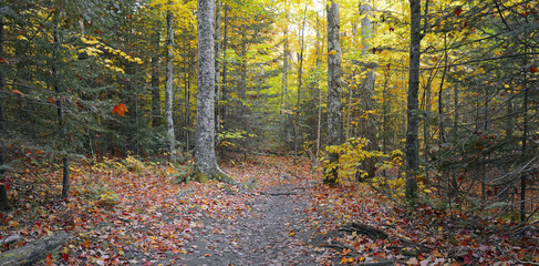Autumn foliage with red, orange and yellow fall colors in a Northeast forest with hiking trail