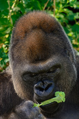 Male Silverback Western Lowland gorilla