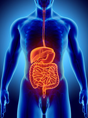3D human male x-ray digestive system.