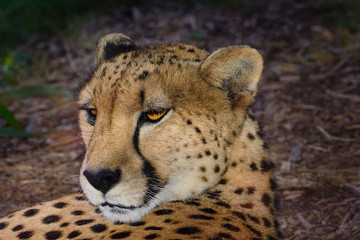 Cheetah  (Acinonyx jubatus) relaxing in the shade