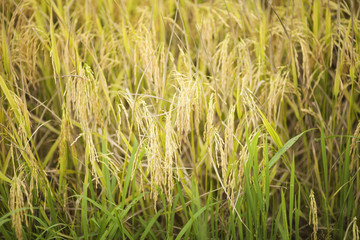 Close up of Yellow paddy rice plant on field.