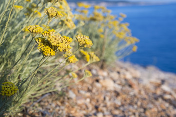 Dwarf everlast or immortelle (Helichrysum arenarium)