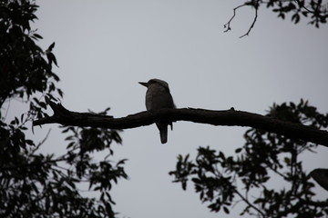 Kookaburra