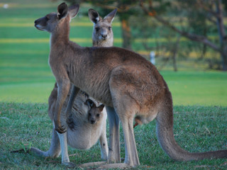Naklejka na ściany i meble Kangaroo Family