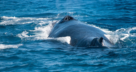 Fototapeta premium Humpbacks @ Play
