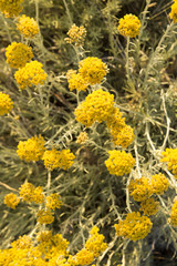 Dwarf everlast or immortelle (Helichrysum arenarium)