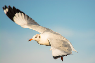 Seagull lured to come close for photograph by touristat in Bang-
