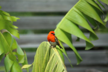 oiseau cardinal