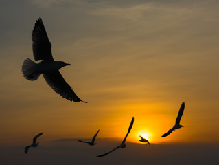 Seagull flying against sunset background in Bang-Pu coastal town