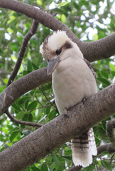 Kookaburra in Sydney Botanical Gardens