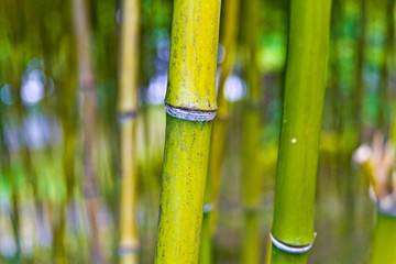 Fototapeta premium 竹
