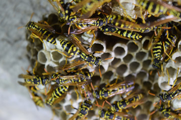 Wasp nest with wasps sitting on it. Wasps polist. The nest of a family of wasps which is taken a close-up