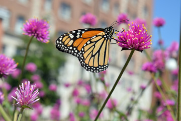 Monarch butterfly on pink flower in city park