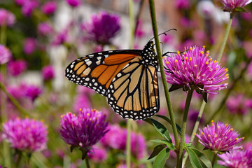 Monarch butterfly on pink flower