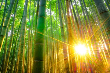 Gordijnen Bamboebos met zonnig in de ochtend © jannoon028