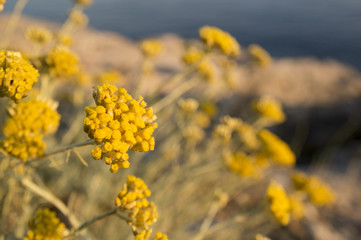 Dwarf everlast or immortelle (Helichrysum arenarium)