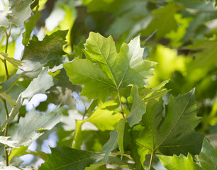 leaves of a tree in nature