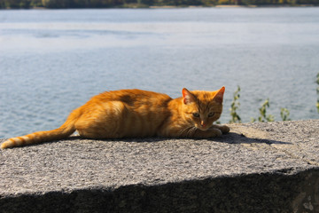 Ginger cat on the riverbank