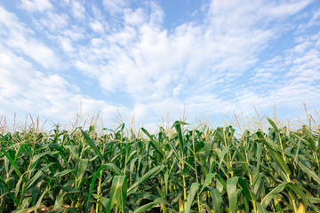 corn field maize close up, cornfield maize in the blue sky background with clouds