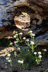 Wildflowers Spotlighted Through a Knott hole of a Fallen Log, Mohave Desert, Western Arizona.