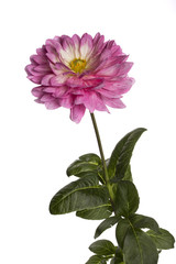 Цветок георгины на белом фоне