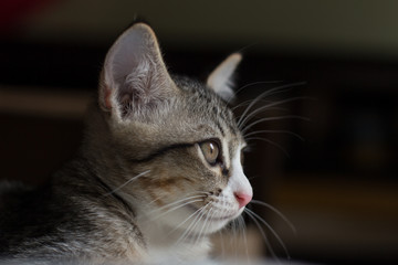 Kitten looking out side