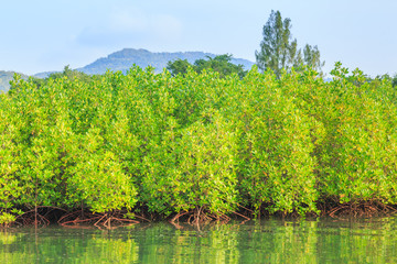 Flooded forest of mangrove trees