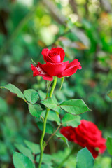 Red Rose on nature background