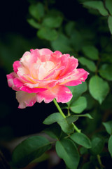 Pink Rose on nature background