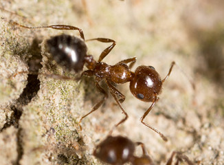 ant on the ground. macro