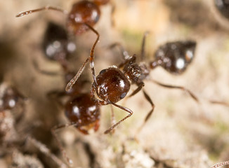 ant on the ground. macro